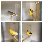 TIMBRADO. zangkanarie te koop, Dieren en Toebehoren, Vogels | Kanaries, Mannelijk, Zangkanarie