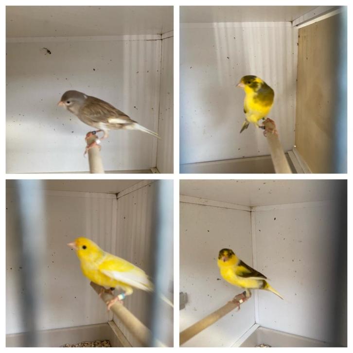 TIMBRADO. zangkanarie te koop, Animaux & Accessoires, Oiseaux | Canaris, Canari chanteur, Mâle