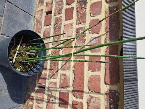 Japanse holpijp, Tuin en Terras, Planten | Tuinplanten, Vaste plant, Vijverplanten, Ophalen