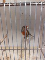 Grote Distelvink x Kanarie 2025, Dieren en Toebehoren, Vogels | Overige Vogels