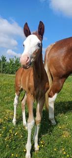 Quarter horse hengst veulen, Animaux & Accessoires, Chevaux, Moins de 160 cm, Cheval western, 0 à 2 ans, Vermifugé