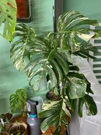 Monstera deliciosa cf. borsigiana ‘Variegata’, Huis en Inrichting, Ophalen