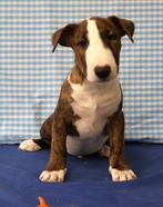 Des chiots Bull Terrier super sympas !, 15 semaines à 1 an, Étranger, Chien (mâle), Parvovirose
