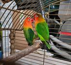 Agapornis fischeri koppel, Dieren en Toebehoren, Meerdere dieren, Dwergpapegaai of Agapornis, Geringd