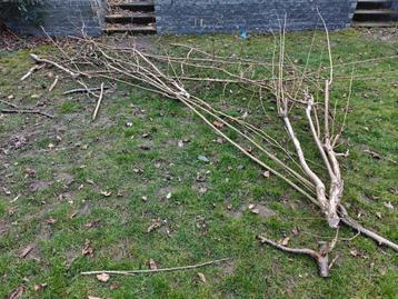 Gratis brandhout Kerselaar en hazelaar, Tuin en Terras, Brandhout, 3 tot 6 m³, Ophalen, Overige houtsoorten, Takken