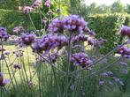 Bloemen en planten, Tuin en Terras, Planten | Tuinplanten, Ophalen