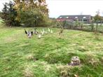 Loopeenden, April, Meerdere dieren