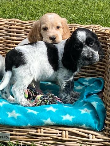 Chiots cockers anglais disponible aux enchères