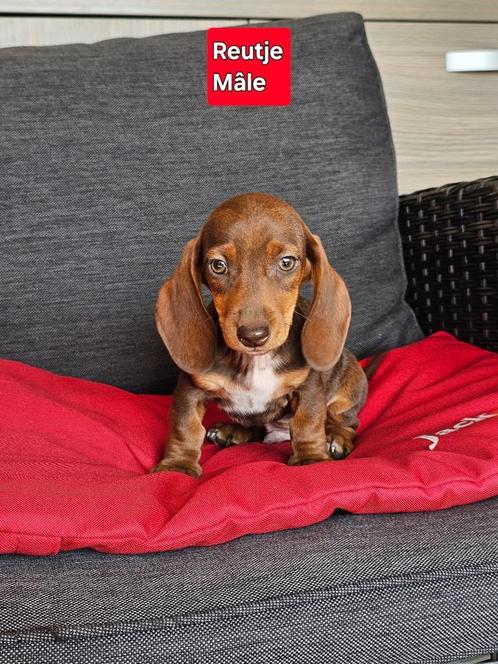 korthaar teckel pups, Dieren en Toebehoren, Honden | Teckels en Dashonden, Meerdere dieren, Korthaar, Dwerg, Fokker | Professioneel