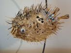 Taxidermie: Grote egelvis - rariteitenkabinet, Ophalen of Verzenden, Gebruikt, Overige soorten, Opgezet dier
