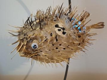 Taxidermie: Grote egelvis - rariteitenkabinet  beschikbaar voor biedingen