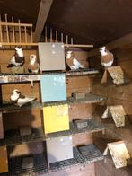 Sierduiven, Dieren en Toebehoren, Vogels | Duiven