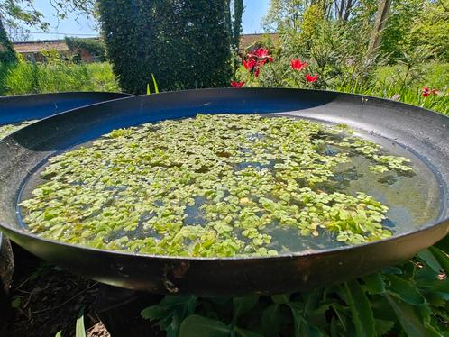 Amazone Kikkerbeet en Salvinia Natans drijfplanten, Dieren en Toebehoren, Vissen | Aquariumvissen