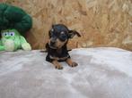 Mini!! dwergpinscher teefje, Un chien, Belgique, Parvovirose, 15 semaines à 1 an