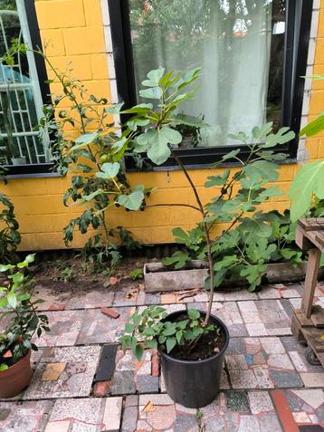 ficus carica / Turkse vijgenboom, Enlèvement, Figuier