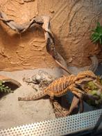 Jonge baardagaam, Animaux & Accessoires, Reptiles & Amphibiens, Domestique