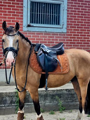 Valkkleurige D pony met top Afstamming  beschikbaar voor biedingen