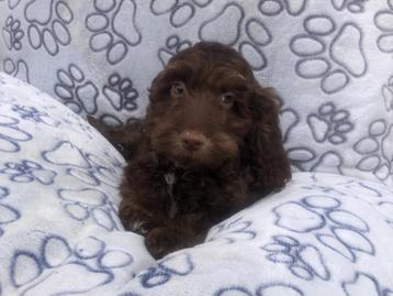 cockapoo puber pups