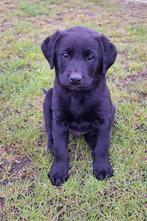 Labrador pups met stamboom, Dieren en Toebehoren, Honden | Retrievers, Spaniëls en Waterhonden, Meerdere, 8 tot 15 weken, België