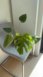 Monstera mint, Maison & Meubles, Plantes d'intérieur, Autres espèces, En pot, Enlèvement ou Envoi, Moins de 100 cm