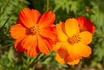 5 zaden oranje Cosmos - Cosmos sulphureus, Voorjaar, Zaad, Verzenden, Volle zon
