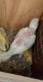 Albino halsbandparkiet voor handopfok, Geslacht onbekend, Parkiet, Geringd