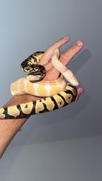 2 pythons, terrarium, benodigdheden, Dieren en Toebehoren, Reptielen en Amfibieën