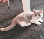Britse korthaar kitten Bicolor, Kater, Gechipt, 0 tot 2 jaar