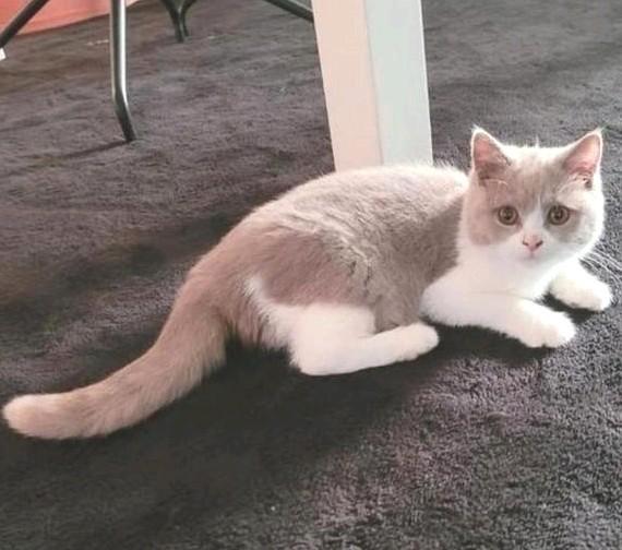 Britse korthaar kitten Bicolor, Dieren en Toebehoren, Katten en Kittens | Raskatten | Korthaar, Kater, 0 tot 2 jaar, Gechipt, Ontwormd