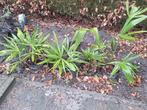 Winterharde palmbomen (Trachycarpus fortunei)., Tuin en Terras, Planten | Bomen, Halfschaduw, Lente, Minder dan 100 cm, Palmboom