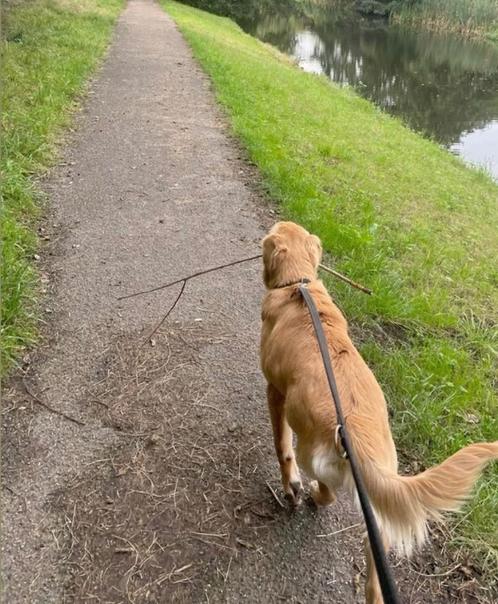 Hondenoppas/uitlaatservice, Diensten en Vakmensen, Dieren | Honden | Verzorging, Oppas en Les, Uitlaatservice