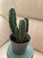 Kleine cactus plantje, Huis en Inrichting, Cactus, Ophalen of Verzenden