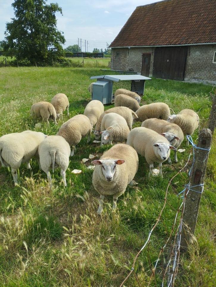 Beste fokmateriaal: jonge dekrammen en jonge ooien te koop., Dieren en Toebehoren, Schapen, Geiten en Varkens, Schaap, Meerdere dieren