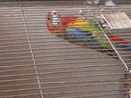 Rosella pop, Dieren en Toebehoren