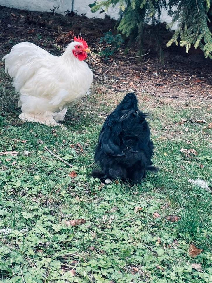 Cochin Kriel kippen, Dieren en Toebehoren, Pluimvee, Kip, Meerdere dieren