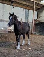 Lief, prachtig, breed gebouwd tinker/irish cob veulen, Vermifugé, Moins de 160 cm, 0 à 2 ans, Cheval de récréation