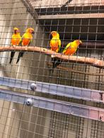 Zonparkieten man - februari en december 2024, Dieren en Toebehoren, Vogels | Parkieten en Papegaaien, Mannelijk, Parkiet, Geringd