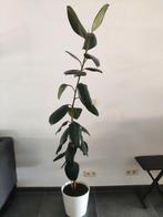 Rubberplant min. 2m, Huis en Inrichting, Ophalen