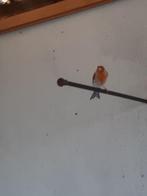 Kanaries Rood Mozaiek, Dieren en Toebehoren, Vogels | Kanaries, Mannelijk, Kleurkanarie