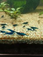 15 Blue Dream neocaridina garnalen, Dieren en Toebehoren, Vissen | Aquariumvissen, Kreeft, Krab of Garnaal, Zoetwatervis