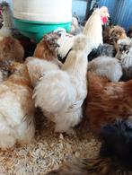 zijdehoenders & andere rassen 4+1 gratis 0499/082381, Dieren en Toebehoren, Vrouwelijk, Kip