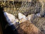 Ram Herdwick, Dieren en Toebehoren, Mannelijk, Schaap, 0 tot 2 jaar