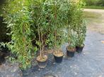 Laurier du Portugal Prunus lusitanica Angustifolia, Laurier, Enlèvement, Arbuste