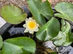waterlelies komen in bloei, Ophalen, Gebruikt