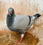 Jonge uit de vliegploeg, Dieren en Toebehoren, Vogels | Duiven, Meerdere dieren, Postduif