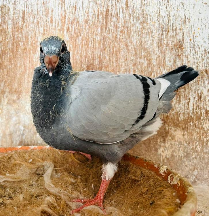 Jonge uit de vliegploeg, Dieren en Toebehoren, Vogels | Duiven, Postduif, Meerdere dieren