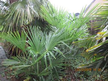 palmbomen beschikbaar voor biedingen