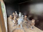 Brahma kuikens te koop, Kip