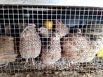 Japanse kwartel hennen, Dieren en Toebehoren, Pluimvee