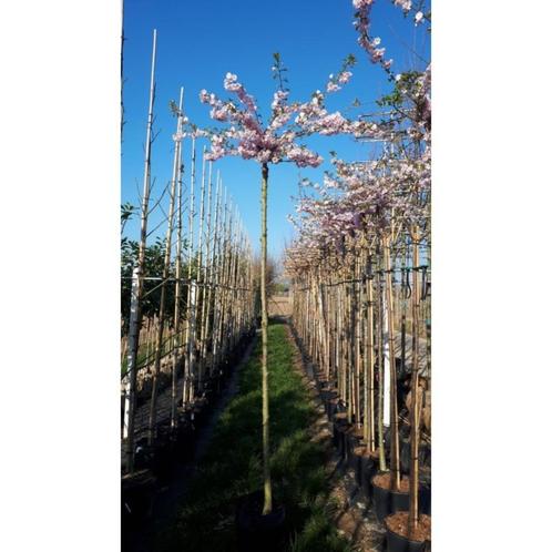 prunus surbhirtella autumnalis rosea, Jardin & Terrasse, Plantes | Arbres, Arbre de toit, 250 à 400 cm, Ombre partielle, Hiver